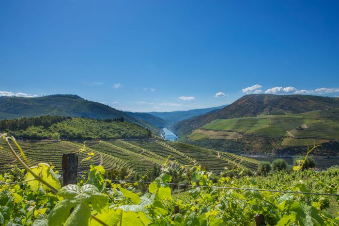 Douro Valley – Grape Harvest Tour